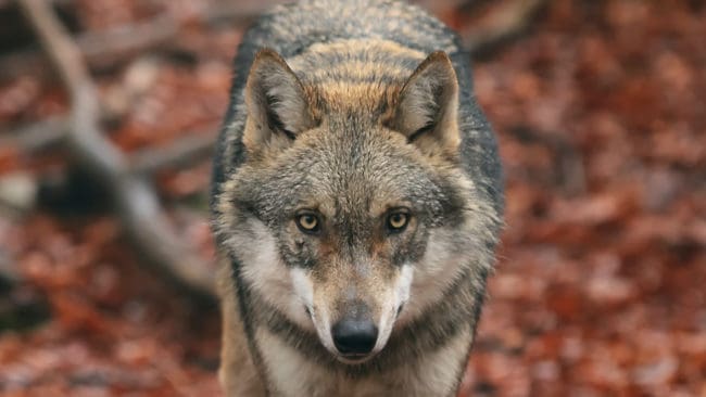 I tisdags dödades Vivianna Wallins tibetanska spaniel av en varg i Riala. Hon berättar att det är tomt utan honom och att familjens andra hund saknar sin kompis.