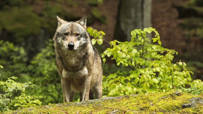 En tibetansk spaniel har dödades av en varg i Riala på tisdagen. Det är den fjärde hunden som blir vargdödad i området. (Arkivbild)