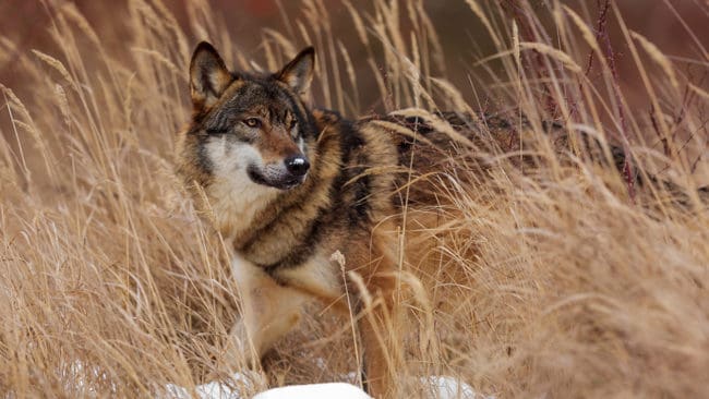 Under förra hösten dokumenterades totalt fyra vargar i Västerbottens län. I december fanns tre av dem kvar. Samtliga sköts under skyddsjakt i december.