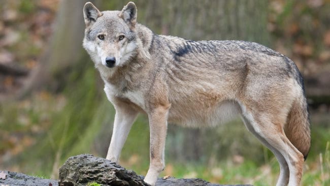 Kolsvavargen är inte avlivad än, trots tre månaders skyddsjakt. Jägareförbundet i Västmanland vill ha effektivare metoder. (Arkivbild)