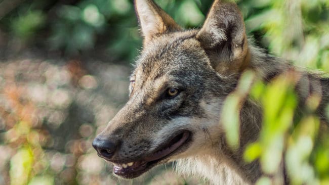 Länsstyrelsen har inte lyckats komma åt att använda de planerade skrämselåtgärderna mot Södertörnsvargen. Rapporter om observationer fortsätter dock att strömma in. (Arkivbild)
