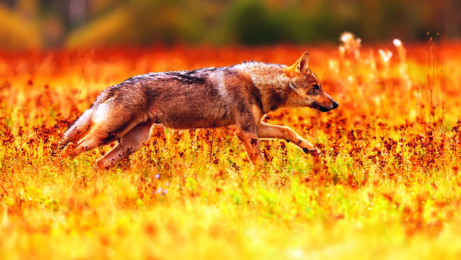 Haninge kommun ska inte vara medarrangör till ett infomöte om Södertörnsvargen, tycker kommunstyrelsens ordförande Meeri Wasberg (S). Men Alexandra Anstrell (M) tycker tvärtom – att det bör hållas ett möte, om alla berörda parter får vara med.