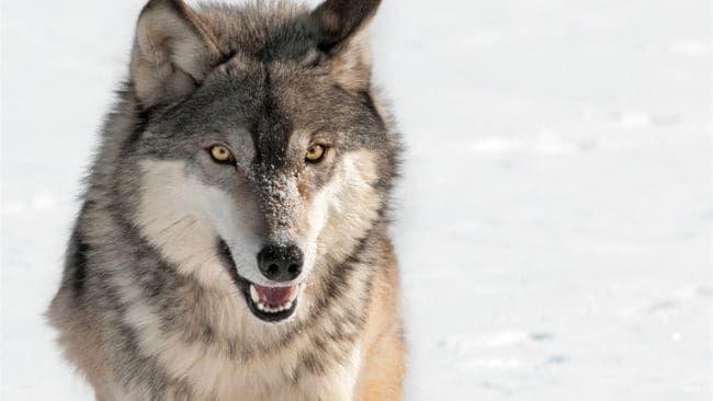 Den första DNA-analysen av spillning från vargen utanför Arvidsjaur visar att det är en hittills okänd varghane. Den kan ha ett östligt ursprung, vilket kan innebära att länsstyrelsen inte är lika benägen att bevilja skyddsjakt.