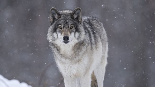 Efter att en sjätte hund attackerats av varg i Rackstadsreviret i Värmland, trots att en varg sköts förra veckan, beslutar länsstyrelsen om skyddsjakt på ytterligare en varg.