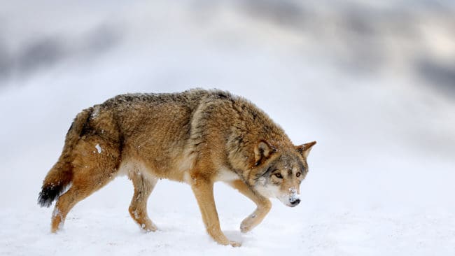 Den varg som rör sig öster om Arvidsjaur är av finsk-ryskt ursprung och betraktas därmed genetiskt viktig för den skandinaviska vargstammen.