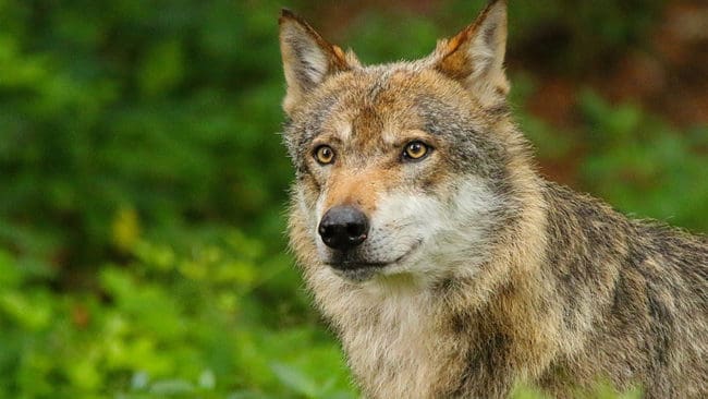 Den 12 februari inleds två och en halv dagars rättegång mot den man som för drygt två år sedan sköt vargtiken i Sjundareviret.