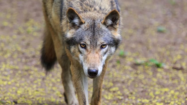 En ansökan om skyddsjakt på alla vargar i Rackenreviret har skickats in till länsstyrelsen i Värmland.