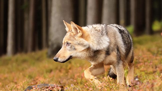 Tove Muhrbeck var ute på ridtur på Södertörn i fredags förmiddag. De blev då förföljda av en varg.