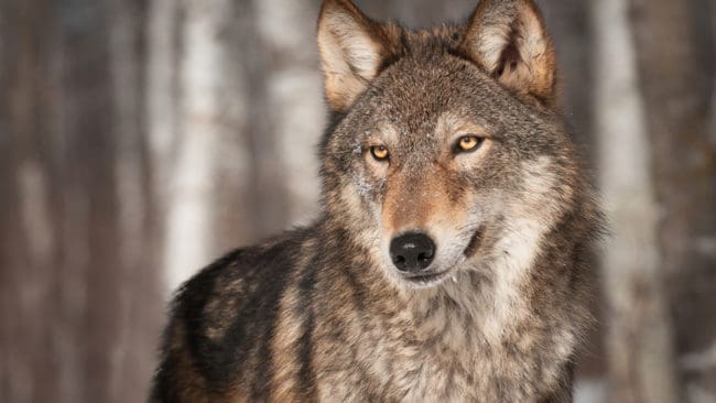 Enligt vinterns varginventering, som ännu inte är helt färdig, finns det 340 vargar i Sverige. Det är samma siffra som vintern 2015-2016.