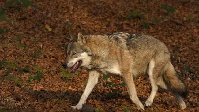 En dansk sköt en varg under jakt i Tyskland. Nu vill Världsnaturfonden i Tyskland att han ska åtalas.