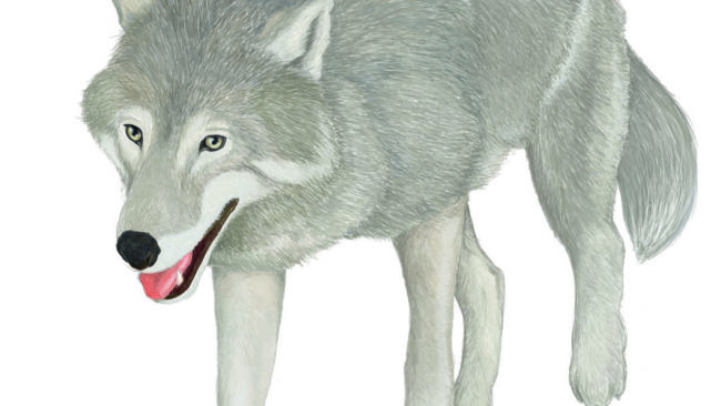 En habituerad varg behöver inte ha bytesbrist för att angripa en människa. Vargar som dödats i samband med angrepp på människor i Nordamerika har varit normala individer vid gott hull.