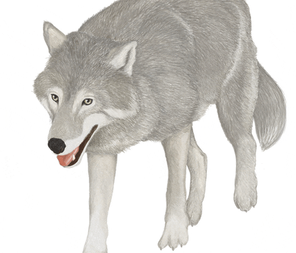 Vad är sanna och falska påståenden i propagandan om varg?