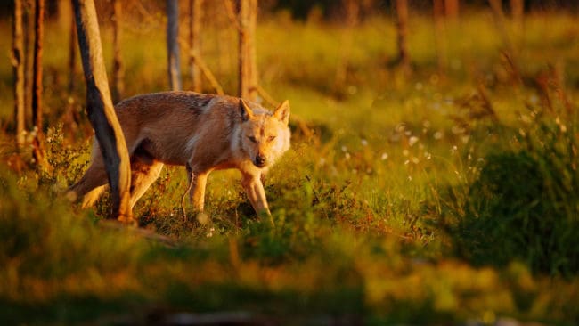 Fem får vargdödades utanför Kilafors förra veckan.