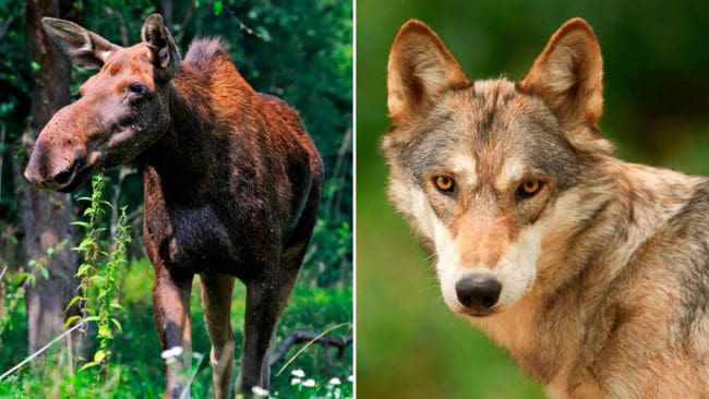 Enebakk Venstre vill halvera älgjakten i vargzonen för att vargarna inte ska ge sig på tamdjur i större utsträckning.