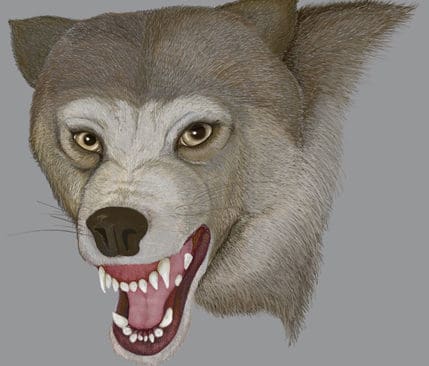 Fakta om tidigare vargattacker i Ryssland visar att vargar kan anfalla och äta främst mindre barn. I flera fall skedde attackerna nära bebyggelse.