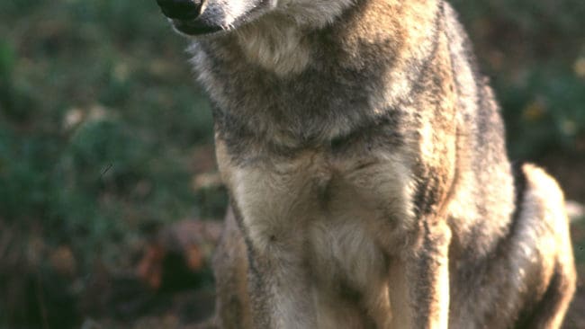 Skyddsjakt på varg när det är barmark är inte lämpligt.