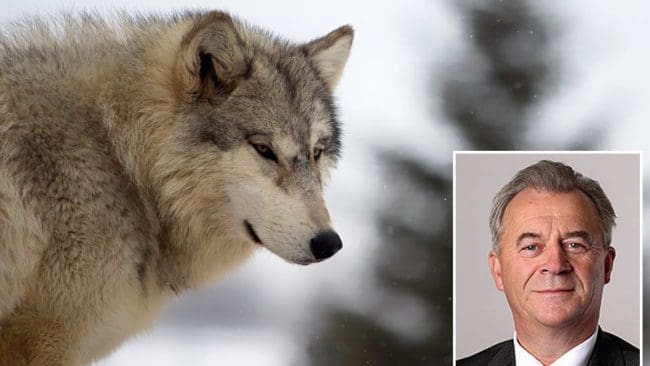 Regeringen kommer att ändra tillbaka gången för överklagande av vargjakt till domstol i stället för Naturvårdsverket. Landsbygdsminister Sven-Erik Bucht (S) vill inte spekulera i om det kan påverka vinterns licensjakt.