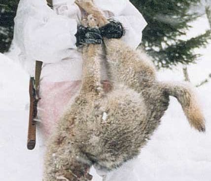 I Finland är det jaktvårdsdistrikten som får ta över förvaltningen av vargar och andra stora rovdjur.