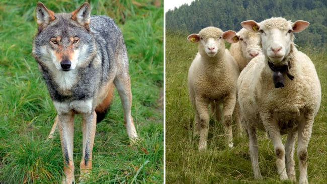 Norges Bondelag och Norges Skogseierforbund har gått samman för att varna att missnöjet med norsk vargpolitik orsakar allt större missnöje.