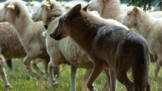 Länsstyrelsen i Gävleborg tillbakavisar alla påståenden från vargfantasterna, som lyckats få skyddsjakten på den fårdräpande vargen i Åmot tillfälligt stoppad efter överklagande till förvaltningsrätten. (Arkivbild)