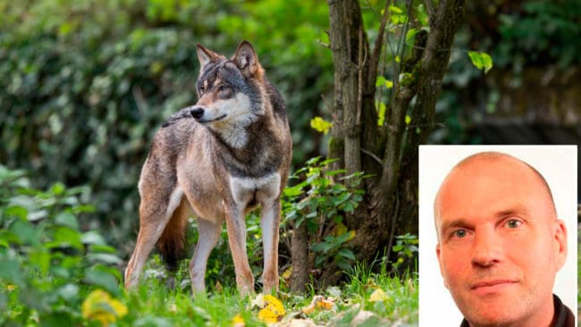 Runar Filper, Sverigedemokraternas jakt- och viltpolitiske talesperson, ifrågasätter hur effektiva rovdjursavvisande stängsel egentligen är mot varg.