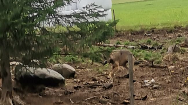Den morrande vargen i en grishage utanför Burträsk var bara två meter från piggarna på en högrep. Jens Lantto fick mota bort vargen vid tre tillfällen i går beväpnad med grepen. Kommer vargen tillbaka kan den bli skjuten istället för spetsad.