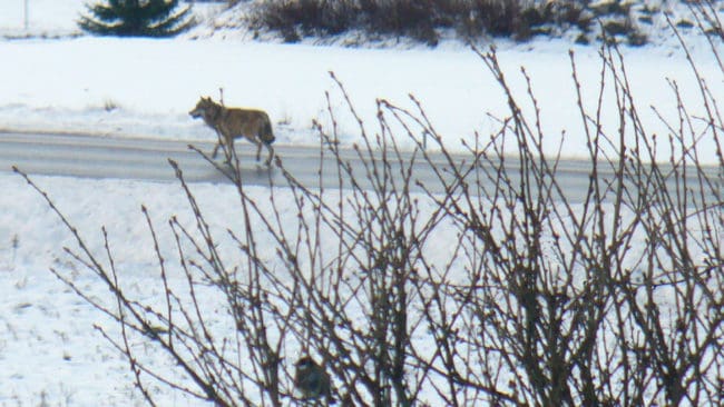 Vargen traskar rakt genom byn i norra Hårsbäck, som ligger cirka sex kilometer söder om Heby.