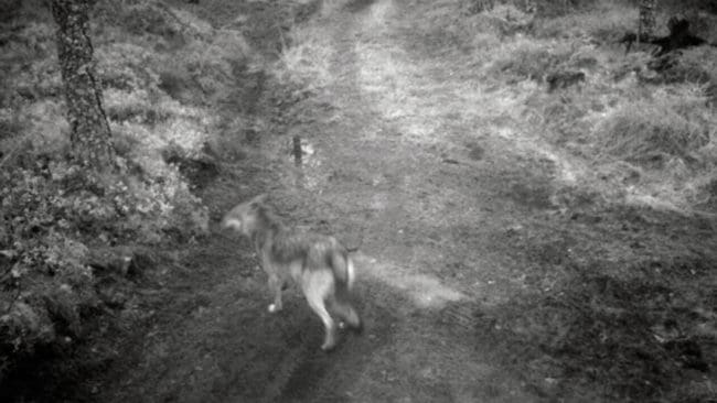 Det har varit flera vargbesök vid en hästhage i Sunne kommun som stressat hästarna. Förutom vargspår vid hästhagen finns en bild på en varg i området. Länsstyrelsen avslår dock skyddsjakt eftersom det ännu inte varit en enda vargattack. Det behövs minst fyra angrepp mot de tre hästarna.