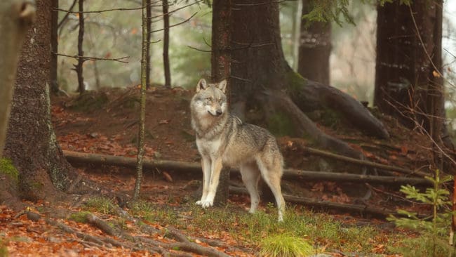 En ledande tysk politiker kräver att Tyskland beslutar om en maxnivå för vargstammen.