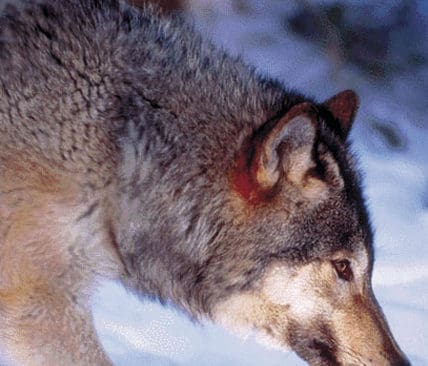 &rdquo;Varg?&rdquo; &rdquo;Nej, tack inte p&aring; min bakg&aring;rd!&rdquo; Det var ett klart budskap fr&aring;n bes&ouml;kare p&aring; jaktm&auml;ssor n&auml;r Folkaktionen ny rovdjurspolitik gjorde en enk&auml;t.