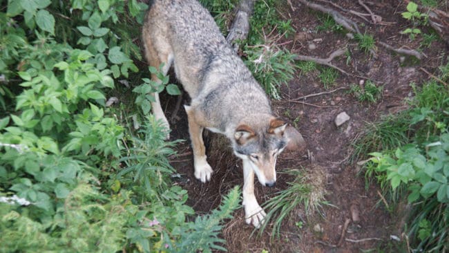 Efter premiären för bockjakten är det en jägare utanför Osby i Skåne som är misstänkt för att ha fällt en äldre varghanne. Polisen utreder nu händelsen som ett grovt jaktbrott. (Arkivbild)