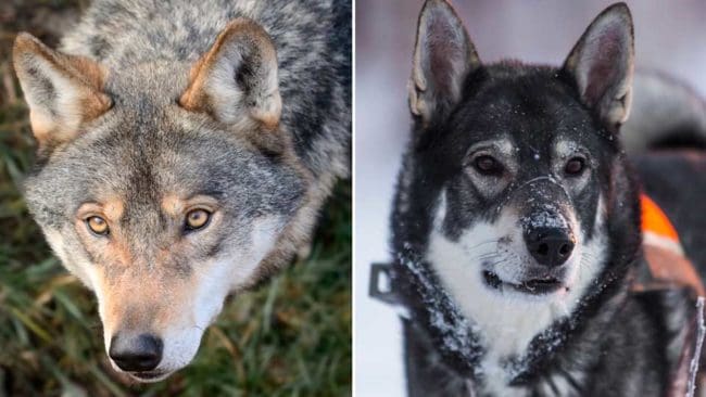 En grupp forskare menar att de har starka bevis från att de utvecklats från varg och har sitt ursprung i Södra Östasien och att varg och hund utvecklades åt varsitt håll för 33 000 år sedan.