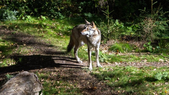 De norska vargarnas ursprung ska karläggas. Bland annat ska det undersökas om det finns hundgener i vargpopulationen.