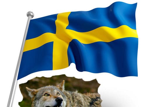 Jakten kritiseras. S&aring;v&auml;l j&auml;garsidan som v&auml;rnarsidan kritiserar den beslutade urvalsjakten p&aring; 16 vargar.