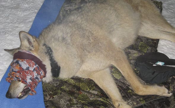 H&auml;r satt &ouml;gonbindeln&nbsp;p&aring; vid fotograferingen med blixt. Bilden &auml;r tagen n&auml;r den s&aring; kallade Pessinkivargen, som etablerade Galvenreviret, s&ouml;vdes och m&auml;rktes i Sverige.