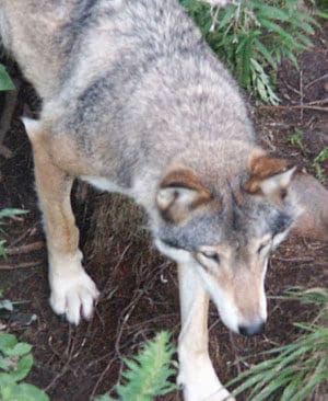 Vargforskare tror att det är möjligt att vargarna upprättar fem revir till i Värmland. Sedan är det överfullt av varg i länet.