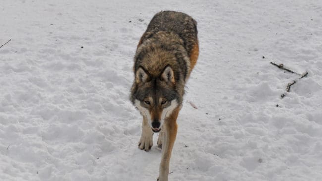 Idag sköts en varg i Pajala kommun från helikopter för att freda renskötseln. Allt pekar på att även de två andra vargarna som befinner sig i Norrbottens renskötselområden kommer att avlivas. (Arkivbilden)