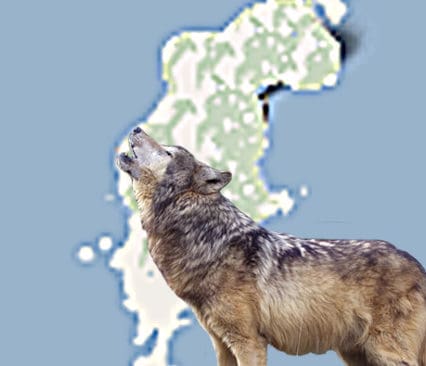 Nej, vargen har &auml;nnu inte satt sin tass p&aring; Gotland.