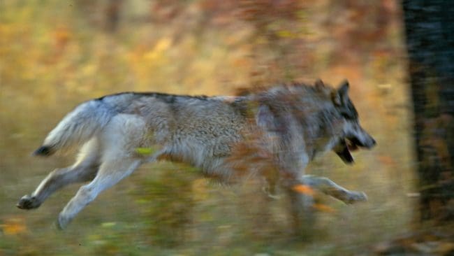 Vargen återkom efter att ha blivit bortmotad en första gång. Då såg mannen ingen annan lösning att skjuta för att skydda sin son och hästarna på gården.