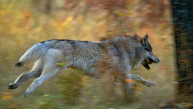 Länsstyrelsen avslår skyddsjakt på två orädda vargar i Gävleborgs län som besökt bostäder i byarna Mossbo och Holmsveden. I ett fall fick en person en knuff på benet av en varg som sprang ut från ett buskage. (Arkivbild)