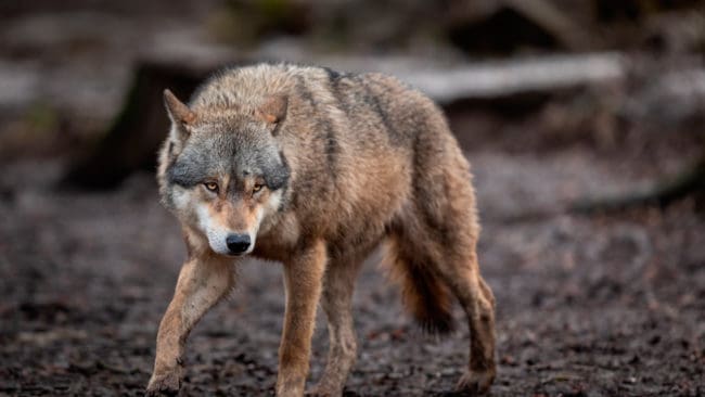 Efter flera kilometers spårning med hund av en trafikeftersöksjägare bedömdes att en påkörd varg i Vimmerby kommun inte behöver avlivas. (Arkivbild)