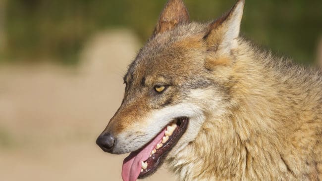 En dansk bondeorganisation tycker att det ska tas fram en ny förvaltningsplan för varg där det ska framgå hur man som djurägare har rätt att försvara sig mot vargangrepp.