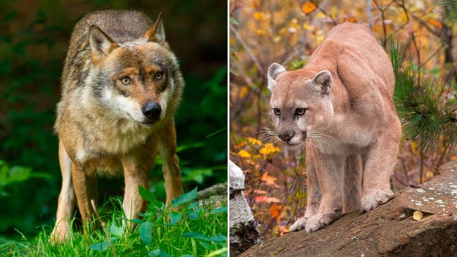 Forskare menar att det är farligare för kvinnor än män att hantera rovdjur som vargar, leoparder och pumor.