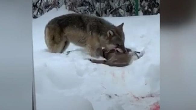 Aftonbladet visar en filmsekvens från vargattacken mot ett rådjur i en radhusträdgård i Tierp.