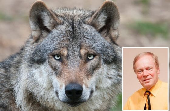 Vetlandas kommunalråd Jan Johansson mötte varg på kvällspromenaden.