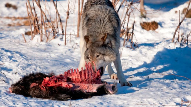 Varg äter på ett vildsvin. Vildsvinsstängslet i Danmark mot tyska gränsen får öppningar för bland annat varg. I Finland har ett gränsstängsel mot Ryssland för att stoppade smittade vildsvin slopats, bland annat för att stängslet kan hindra invandring av varg.