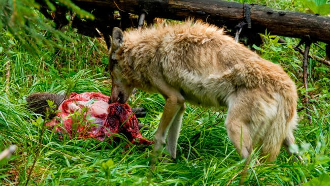 Utländska studier visar att vargarna kan ta många vildsvin. Men när det kommer till de tvåbenta jägarna ska de enligt Naturvårdsverkets nya förvaltningsplan främst börja skjuta fler ensamma suggor och gyltor för att uppnå de lokala jaktplanerna.