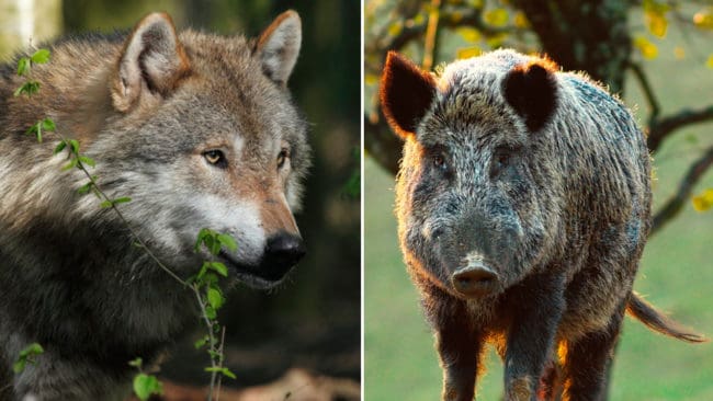 En tysk politiker vill att skadeverkande och oskygga vargar ska kunna jagas. Det kommer dessutom införa skottpengar på vildsvin.