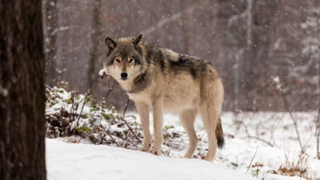 Totalt får 46 vargar fällas under licensjakt i vinter. Merparten tas ut i Värmland.