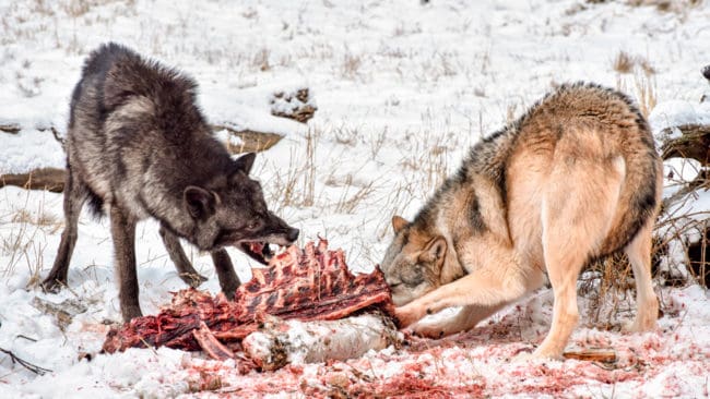 Vargarnas hårda predation på wapitihjortar gör att det fällts 17 vargar från helikopter den senaste månaden i ett område i USA-delstaten Idaho. Av 16 000 hjortar återstod bara cirka 2 000 och den årliga skyddsjakten startade 2011.